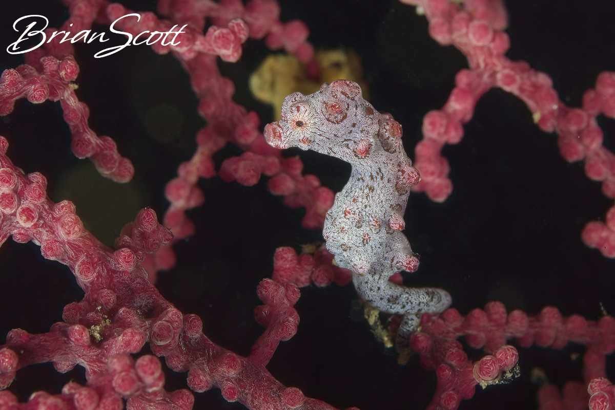 Pygmy Seahorse