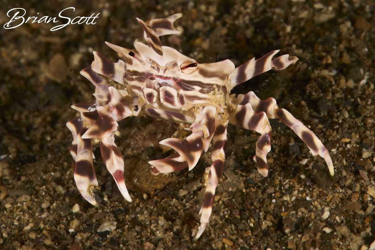 Zebra Urchin Crab