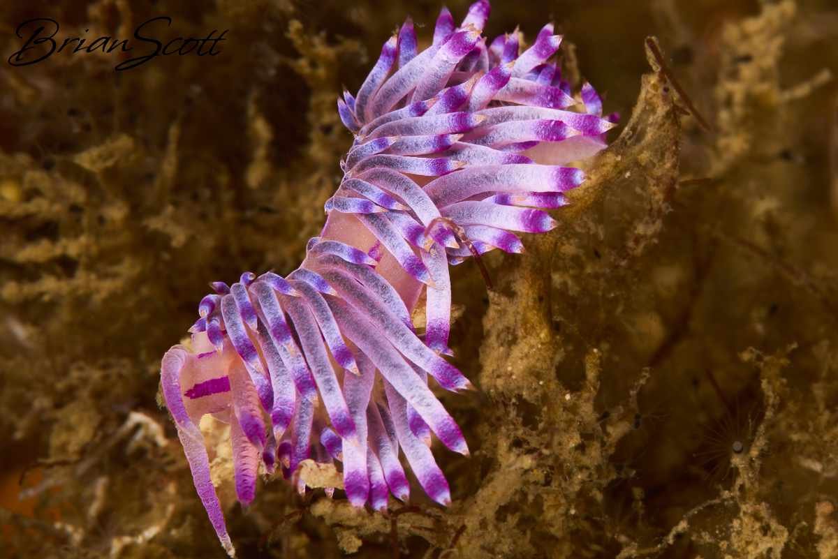 Redline Flabellina