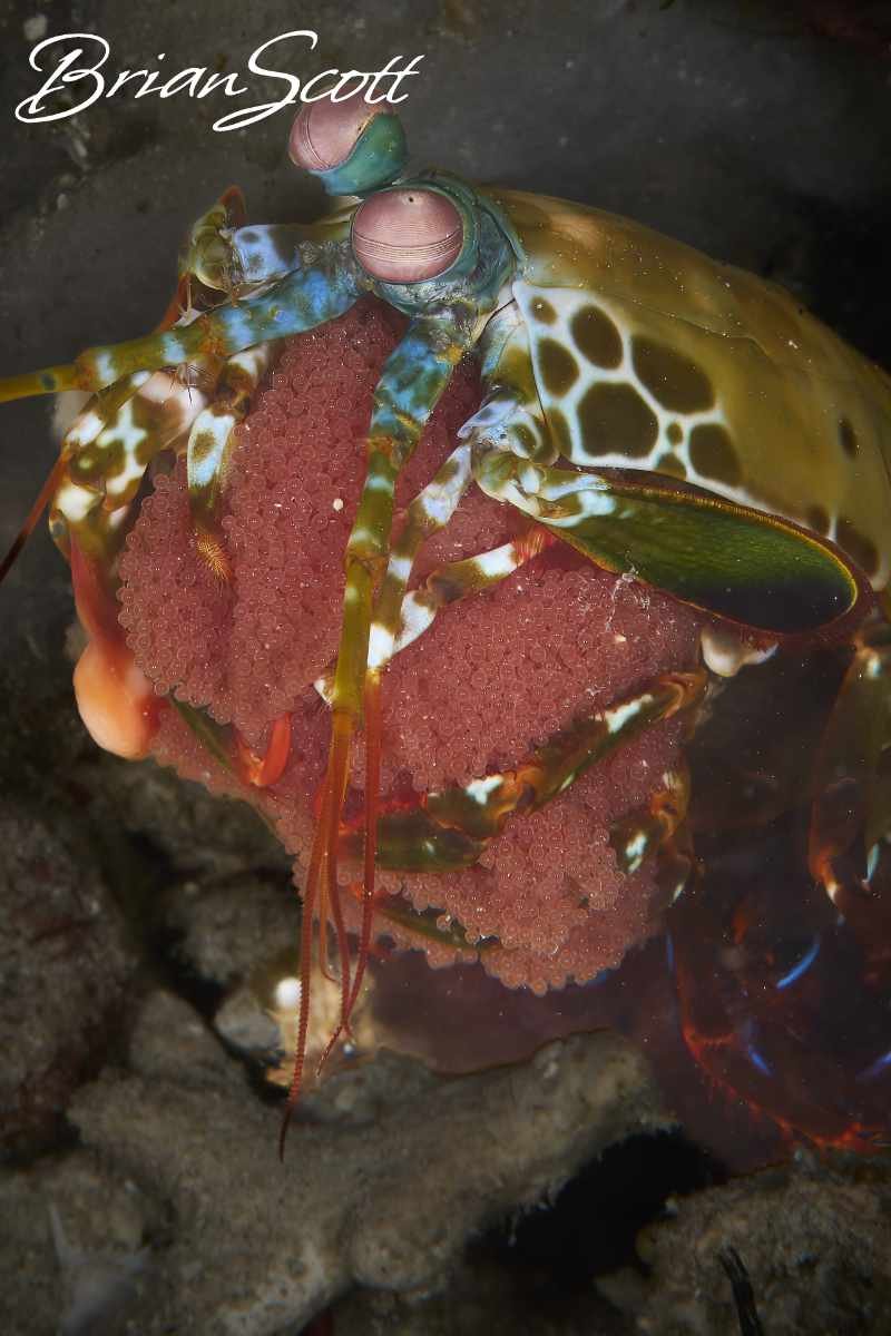 Peacock Mantis Shrimp Eggs 2