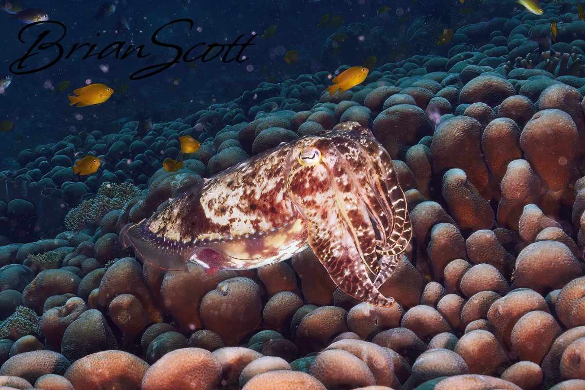 Broadclub Cuttlefish 1