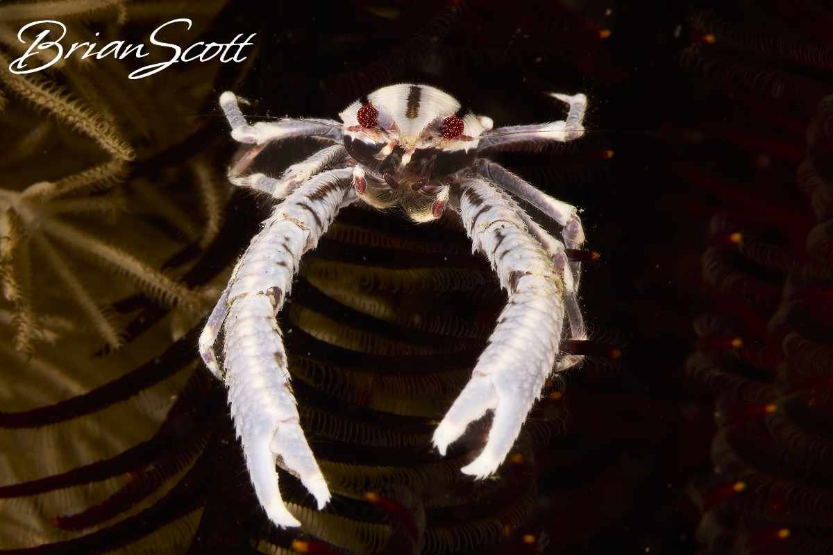 Crab 3
