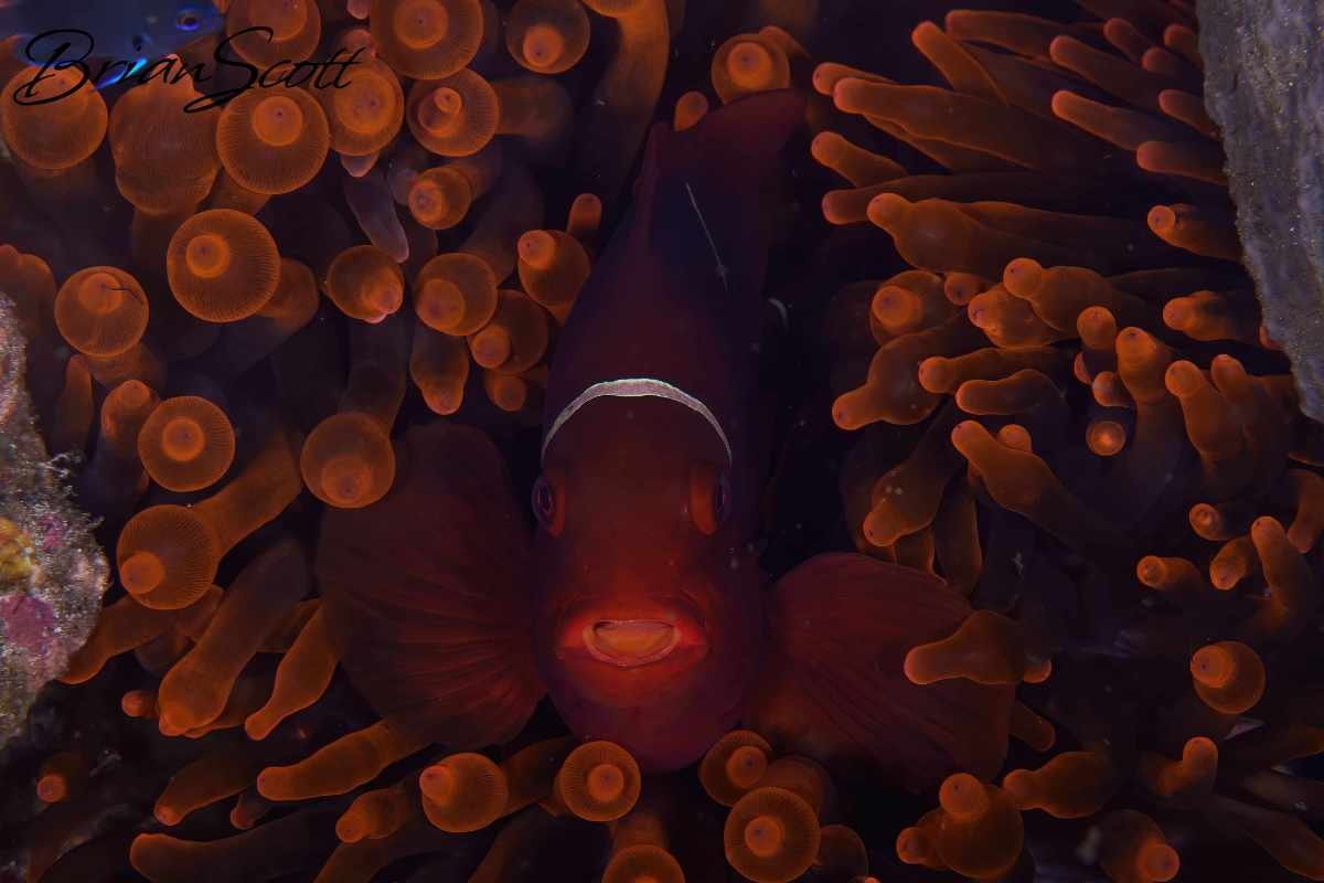 Anemone Fish 5