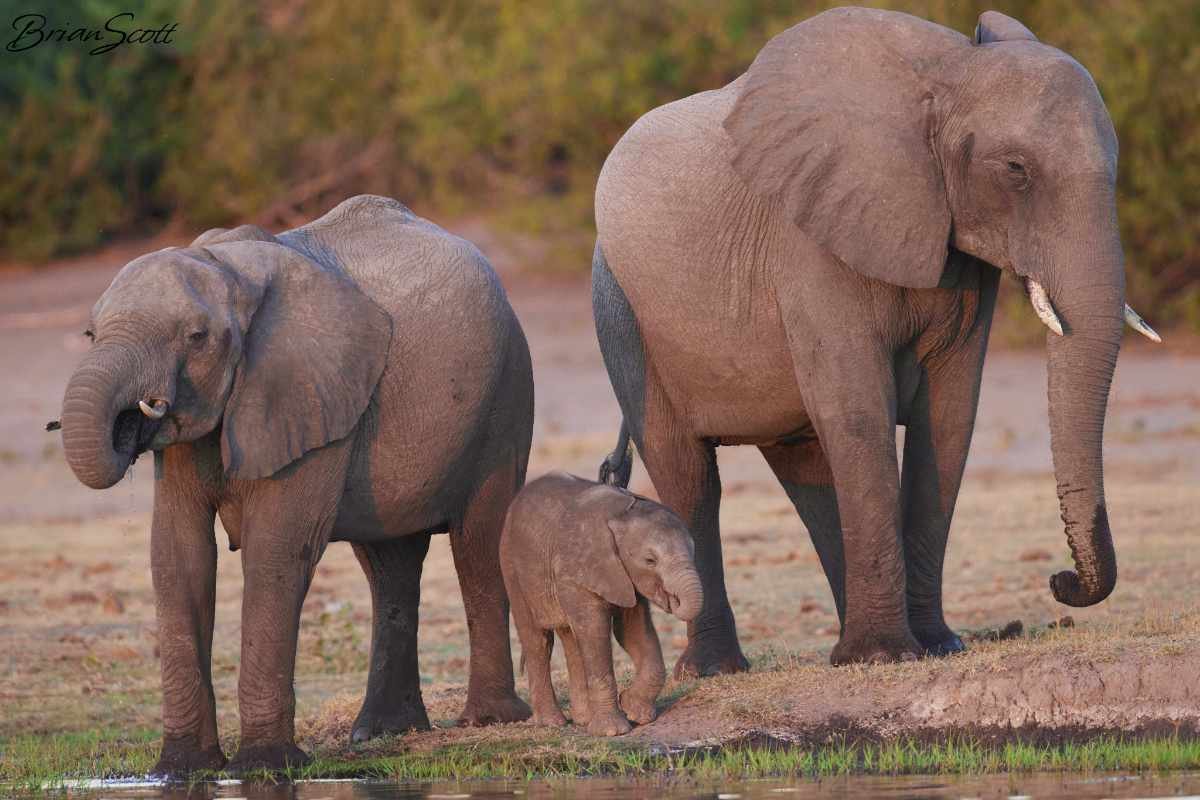 Elephant 3