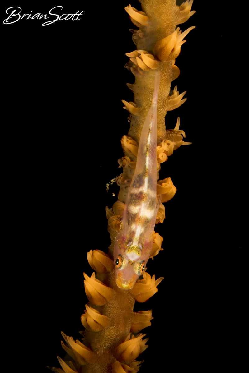 Philippines Fish