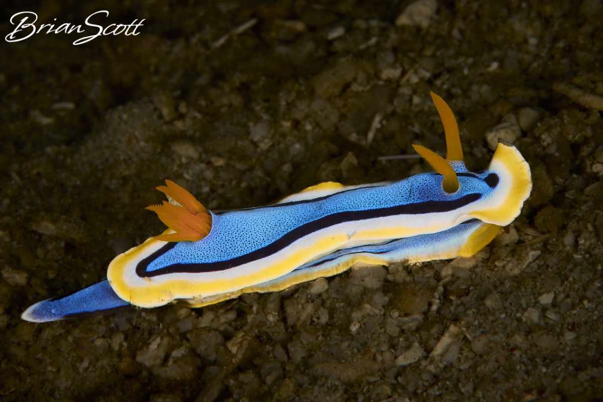 Anna's Chromodoris