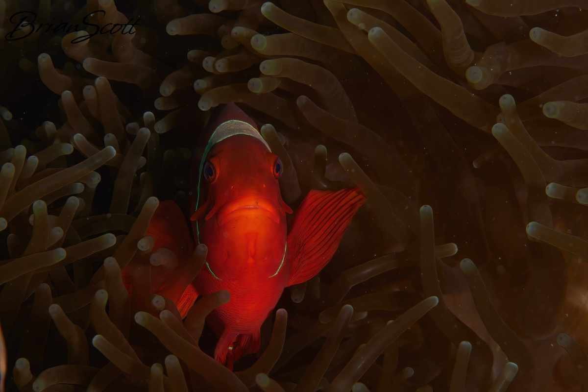 Anemone Fish 7