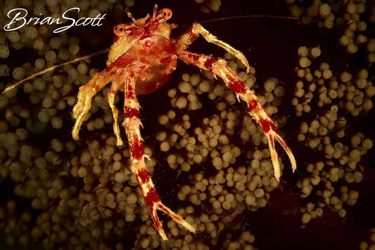 Squat Lobster