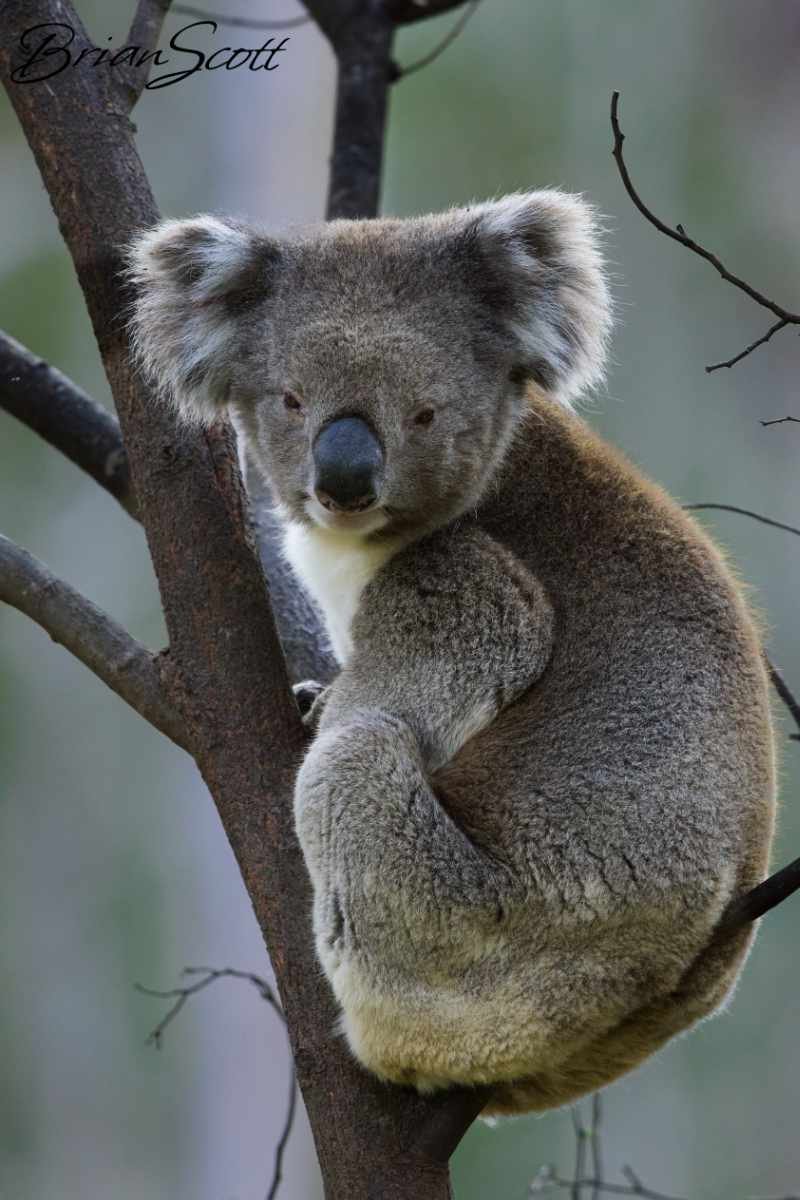 Koala 2