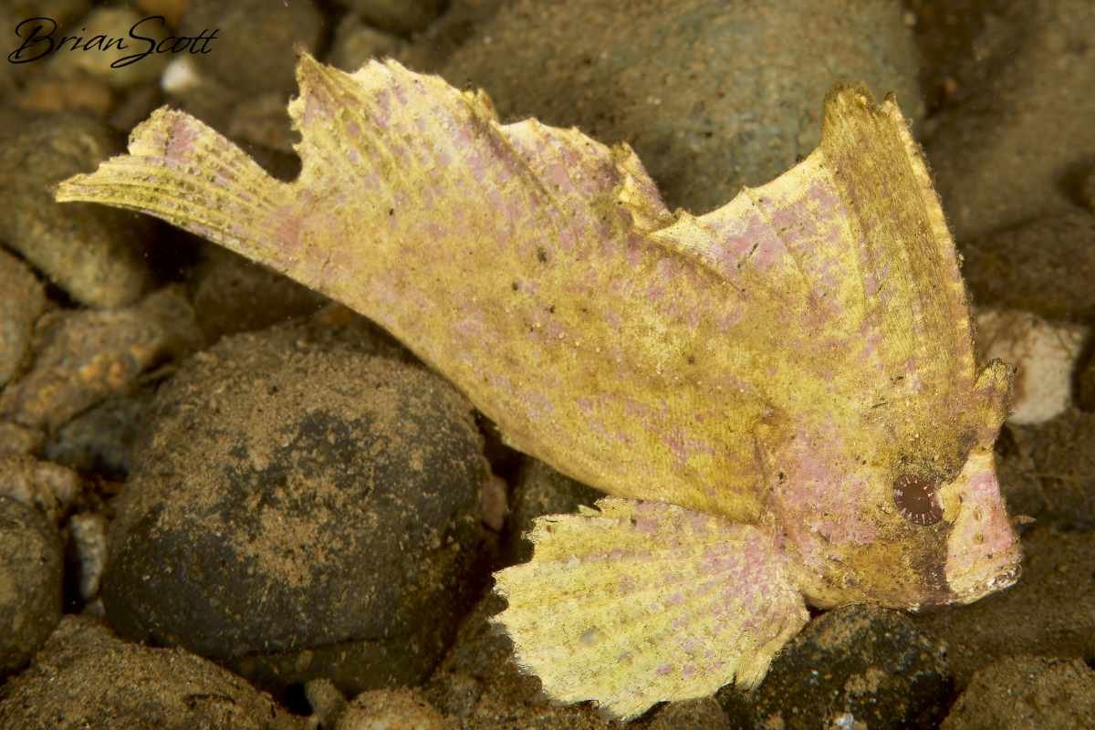 Wasp Fish