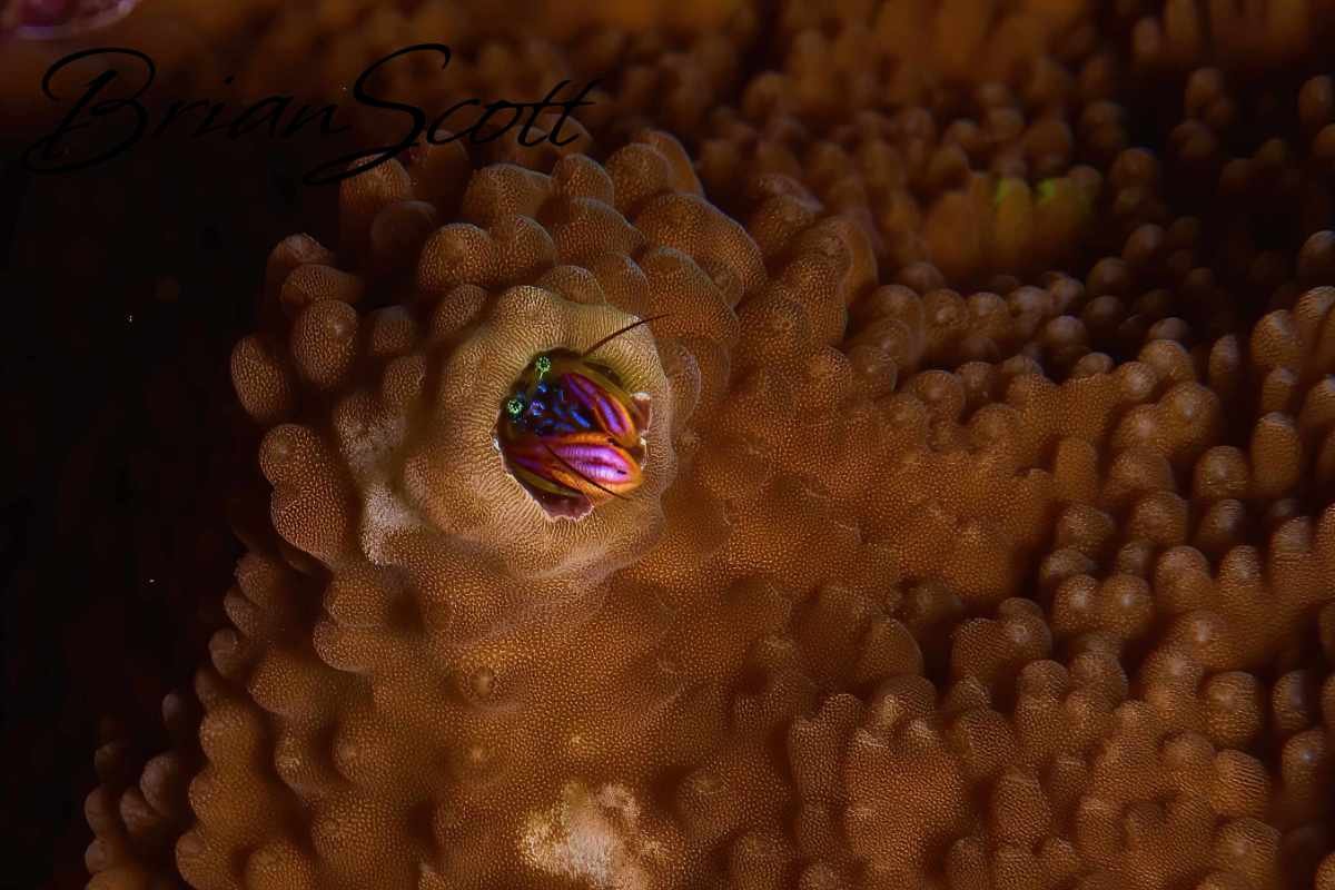 Right Handed Hermit Crab
