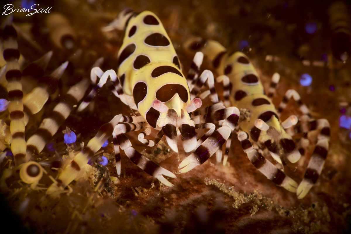 Coleman Shrimp 1