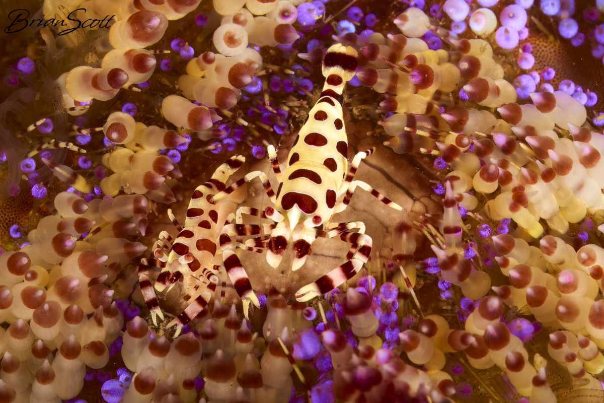 Coleman Shrimp 2