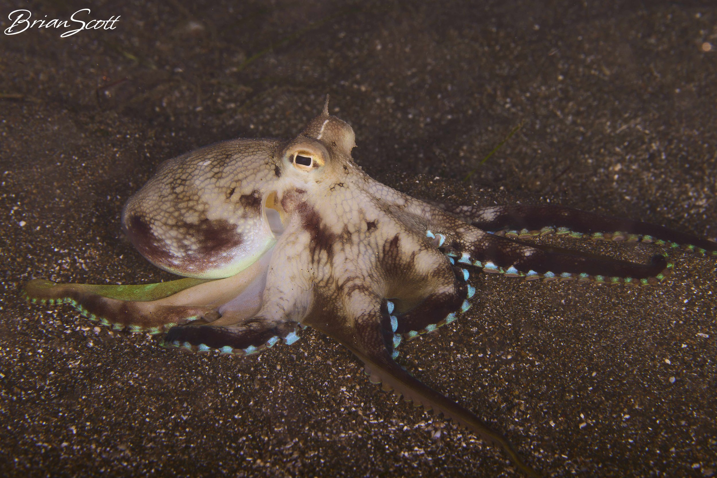 Coconut Octopus