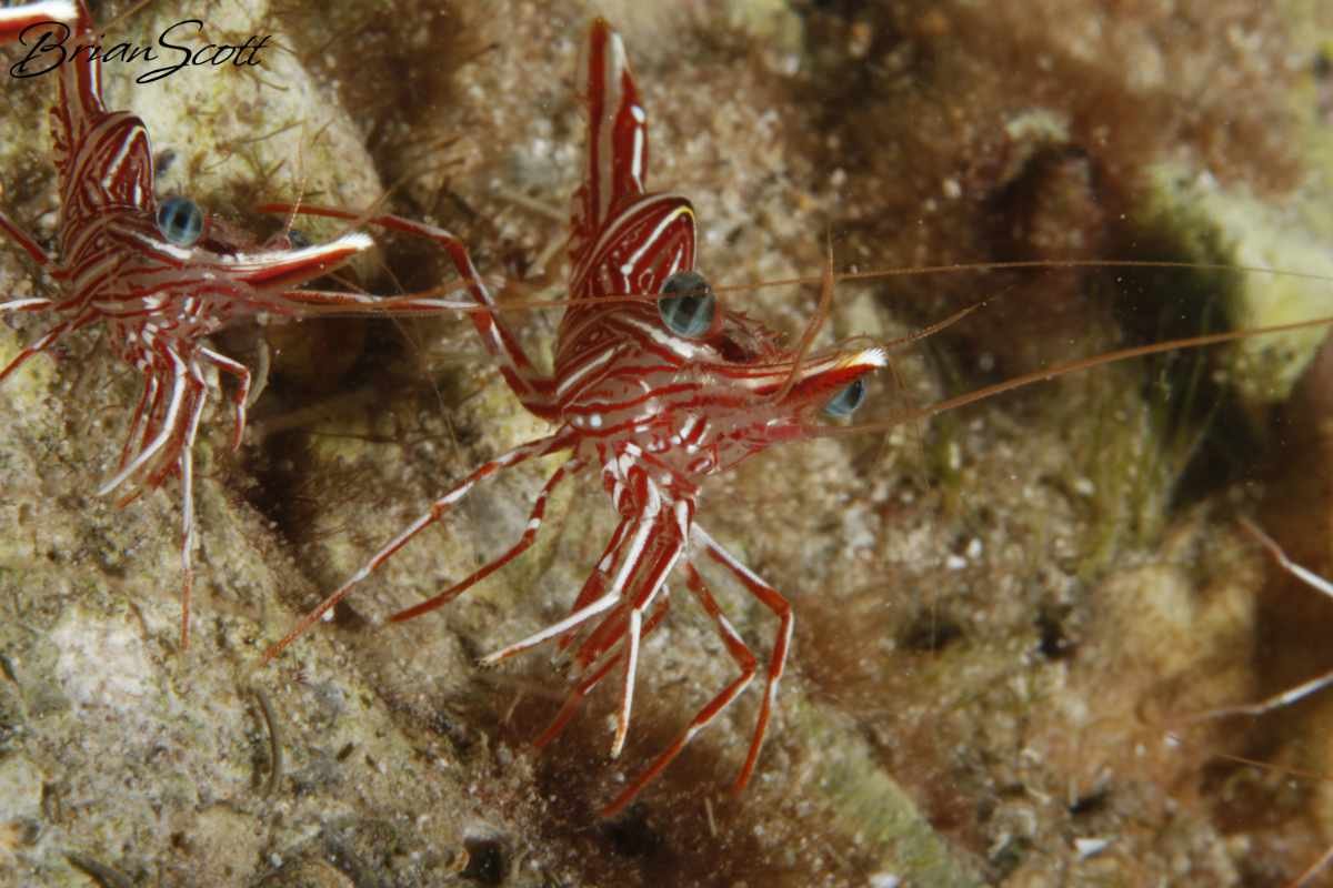 Dancing Shrimp