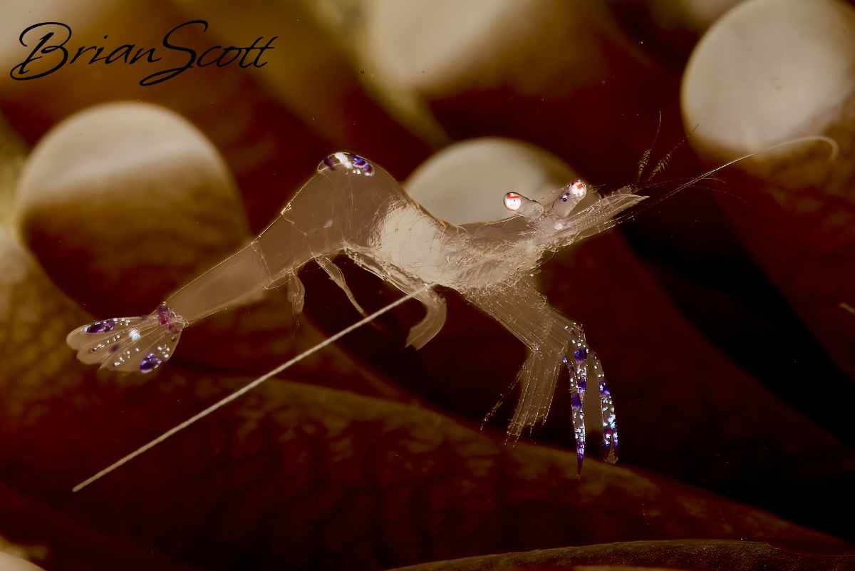 Commensal Shrimp