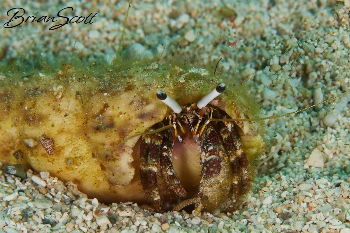 Hermit Crab