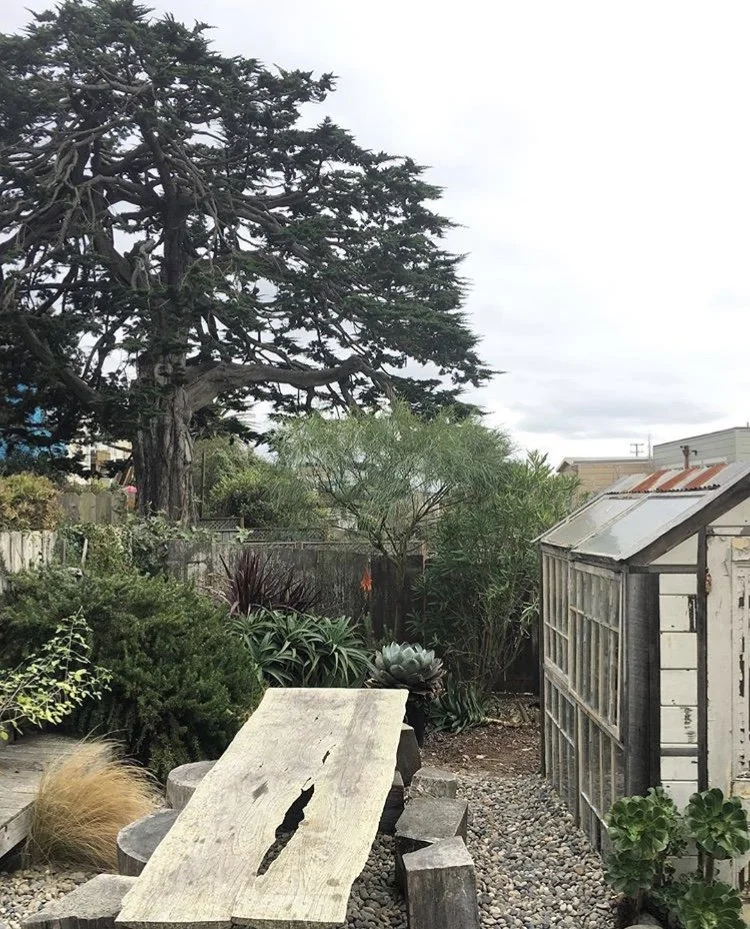 Backyard garden with a large tree, succulents, and a greenhouse, overcast sky.