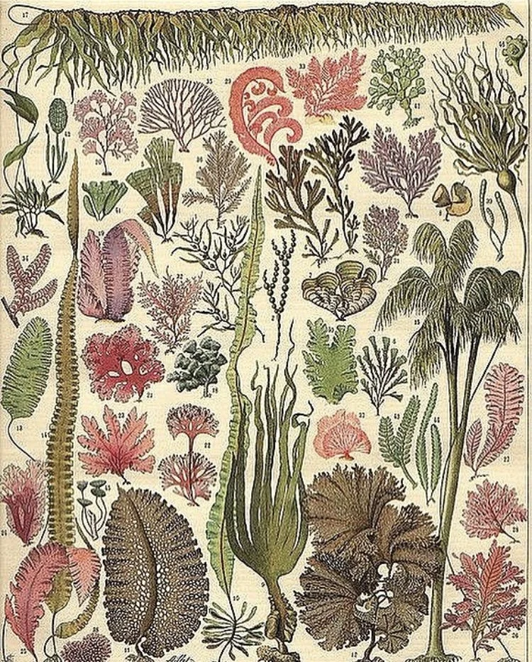 Detailed botanical illustration of various seaweeds and marine plants, featuring different shapes, sizes, and colors, including green, pink, purple, and brown.