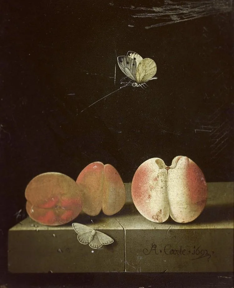 A still life drawing featuring sliced peaches and a butterfly on a black background. The peaches are arranged on a surface, with one of the peaches showing a seed. The artist's signature appears at the bottom right.