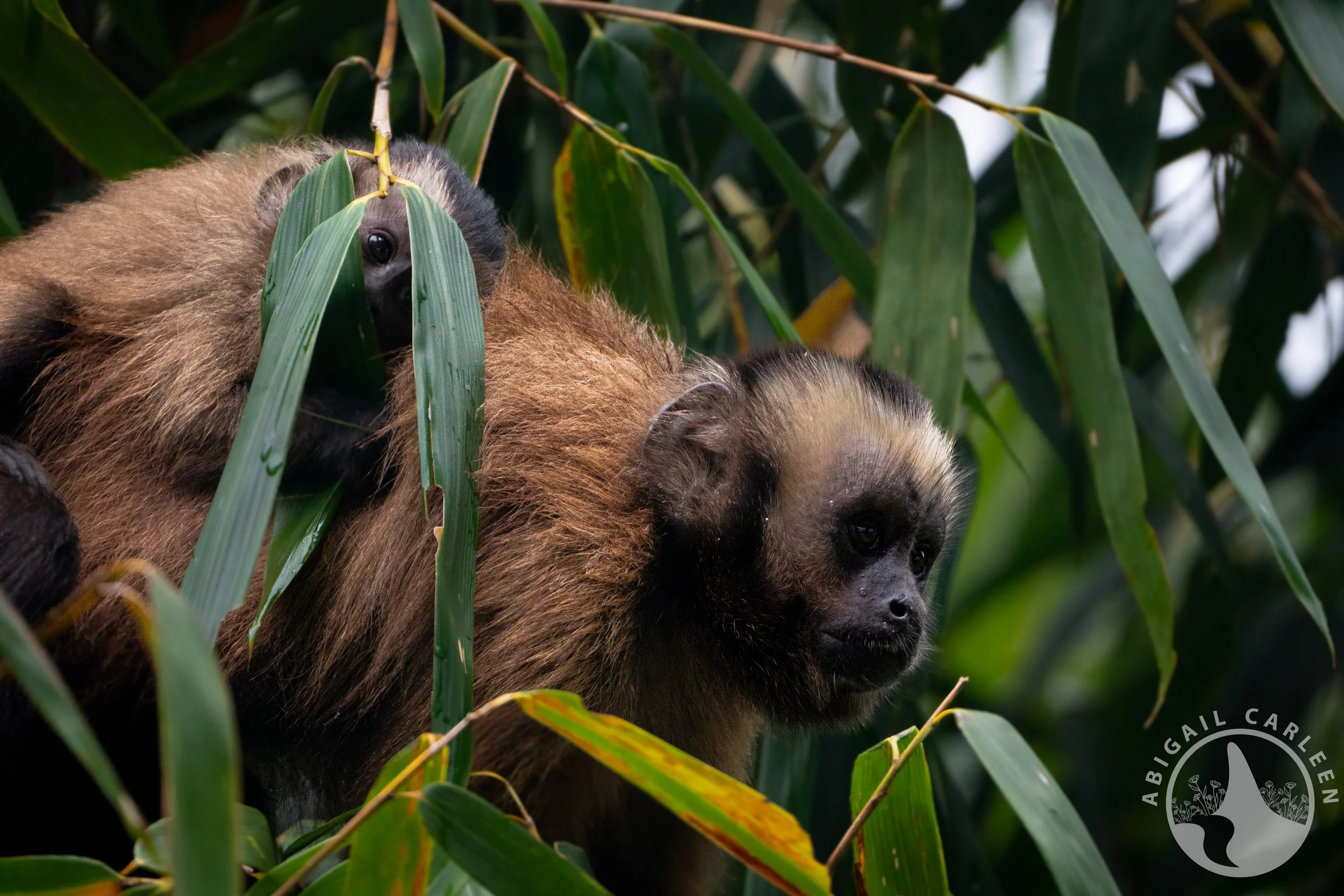 Brown Capuchin Monkeys, Peruvian Amazon