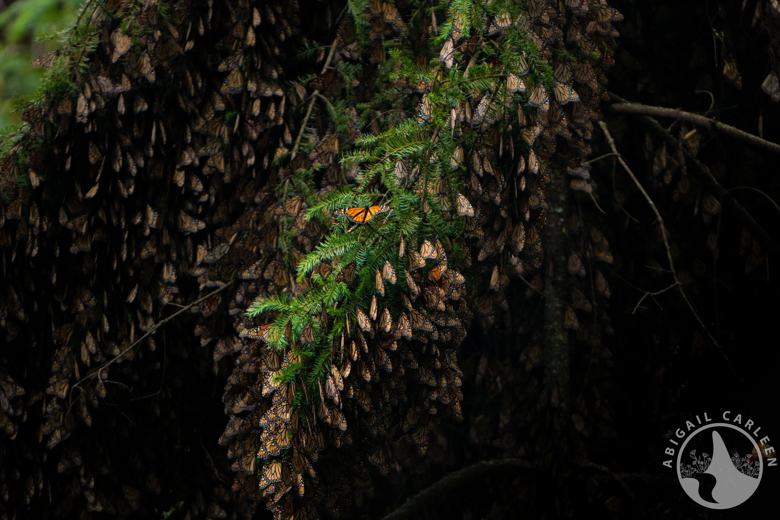 Monarch Butterflies, Mexico