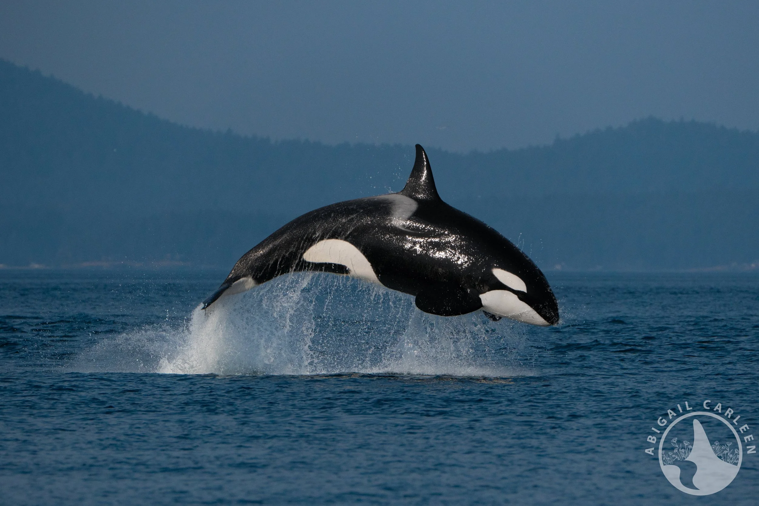 T123 "Sidney," San Juan Islands, Washington