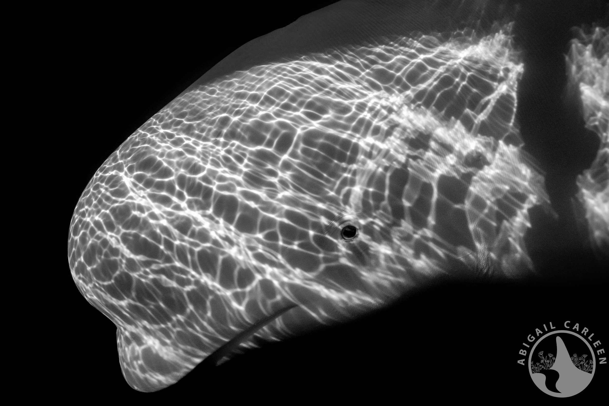 Hvaldimir, the "Russian Spy Whale," Norway