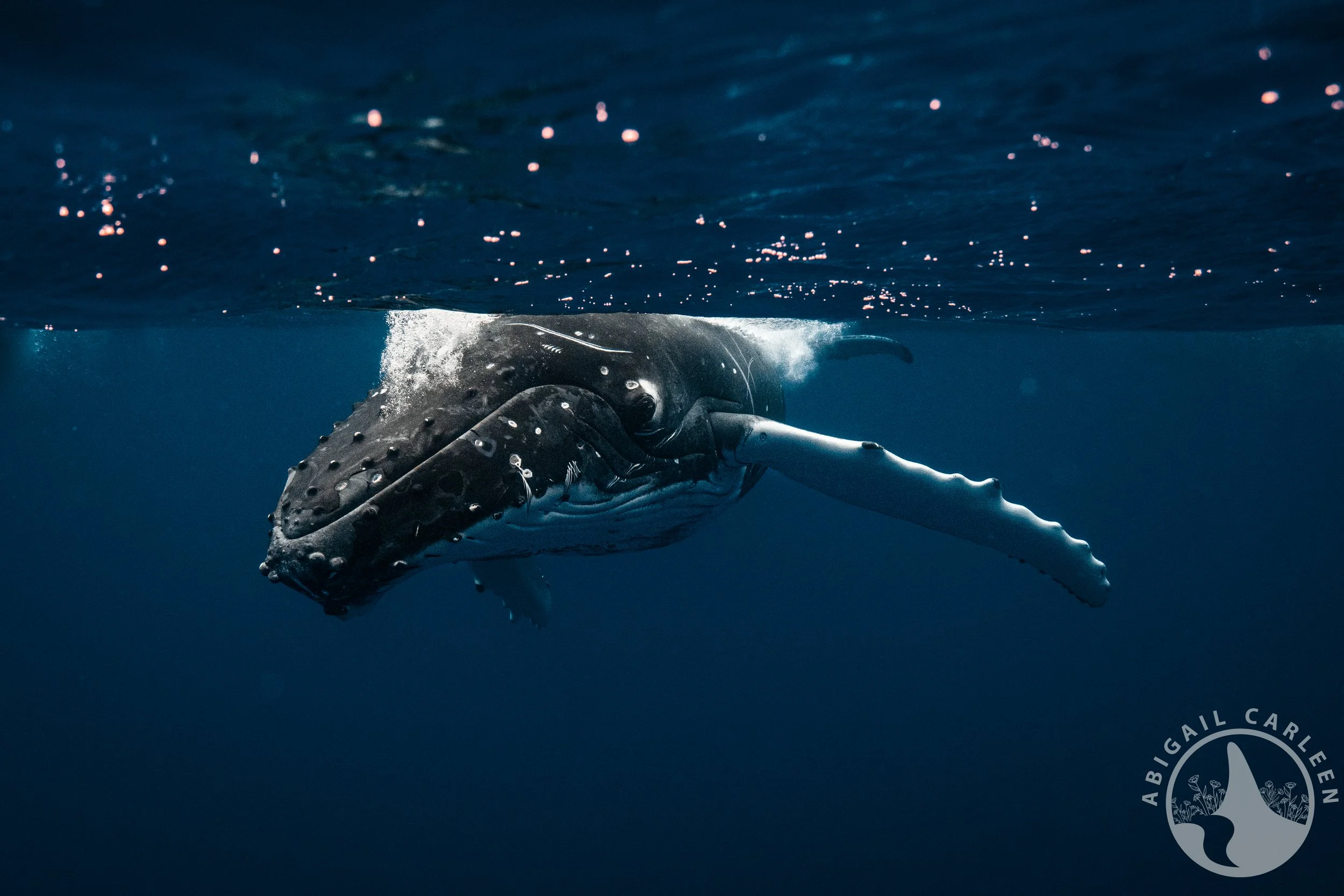 Humpback Whale, French Polynesia