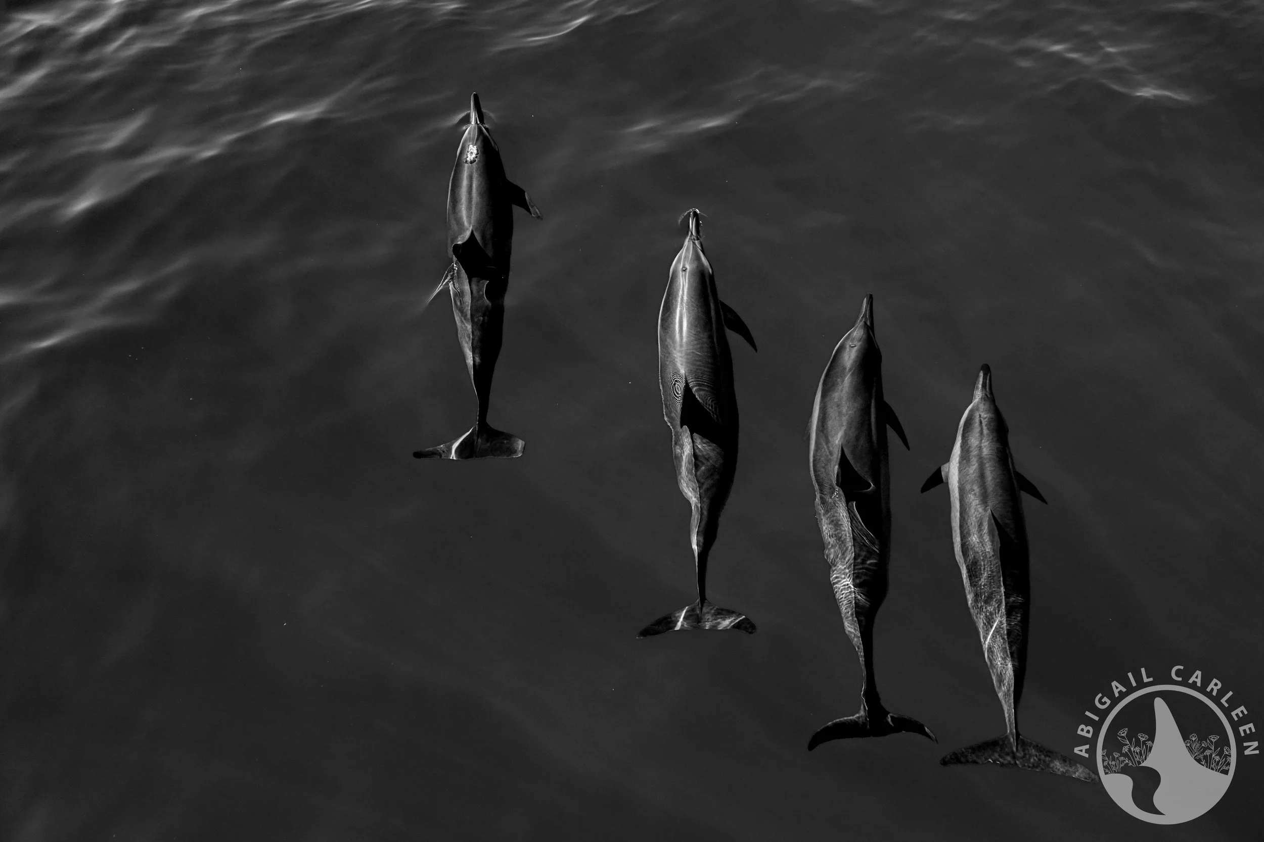 Hawaiian Spinner Dolphins, Maui, Hawaii