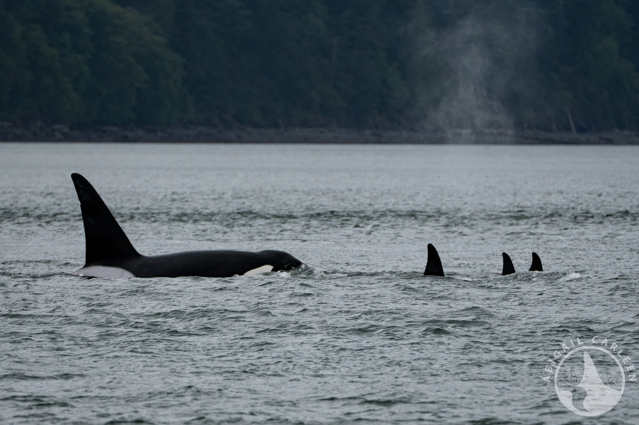 T123's, San Juan Islands, Washington