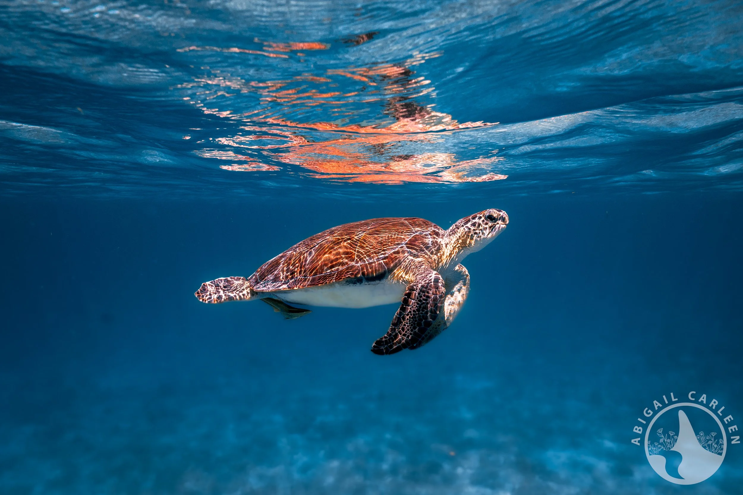 Juvenile Green Sea Turtle, St. Thomas USVI
