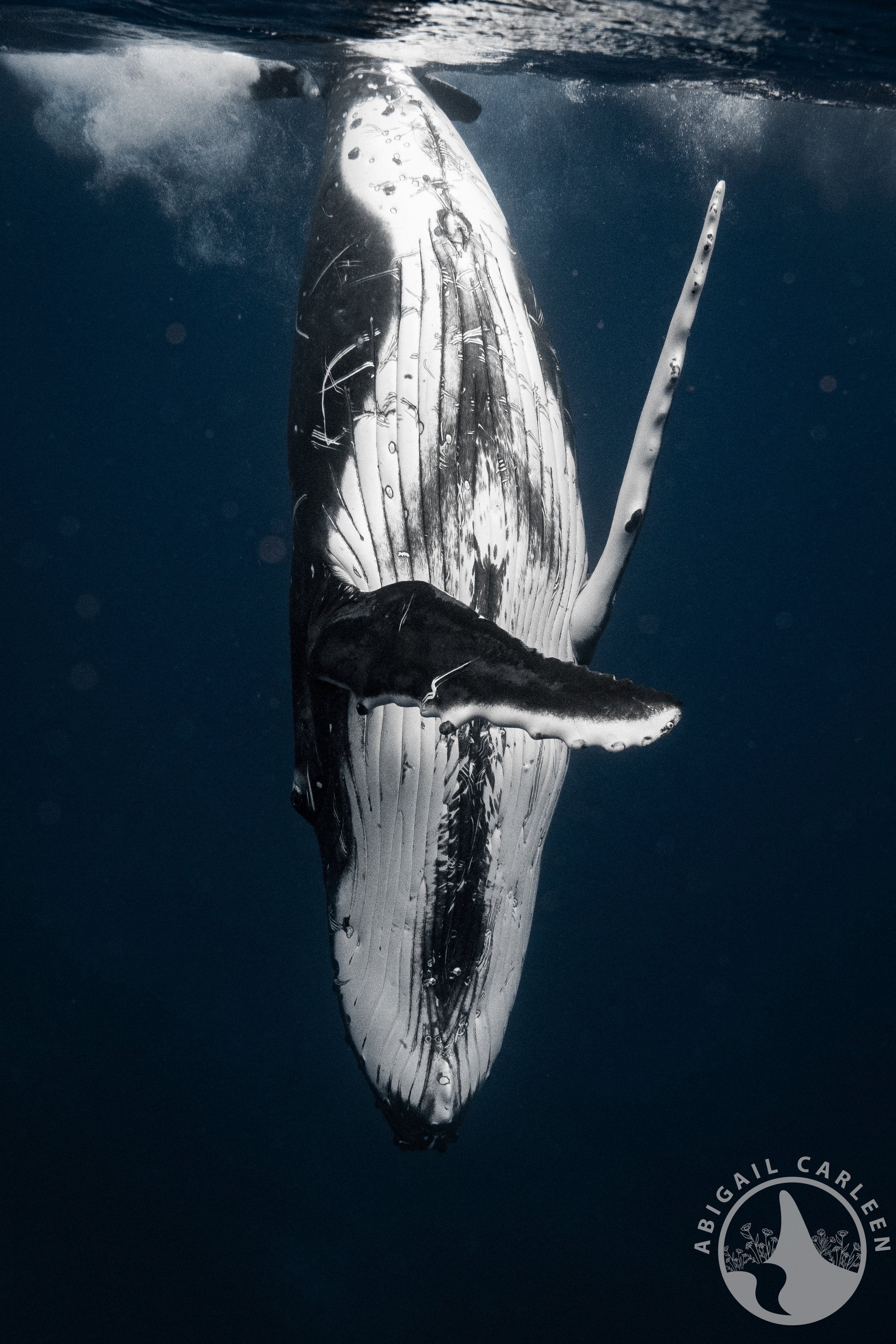 Humpback Whale, French Polynesia