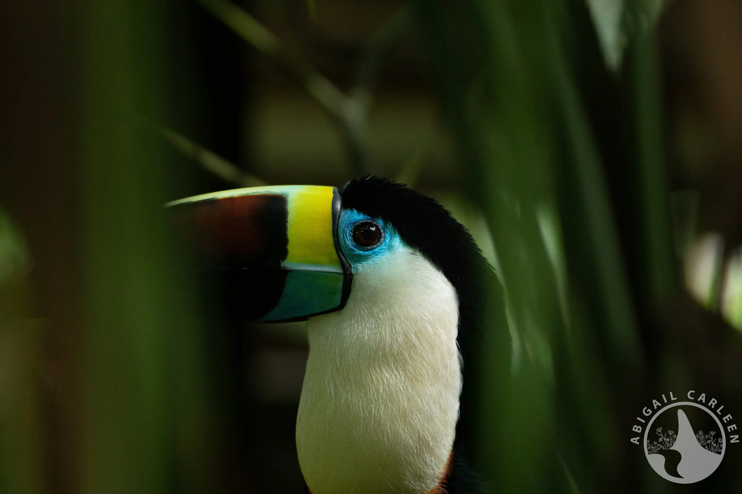 Toucan, Peruvian Amazon