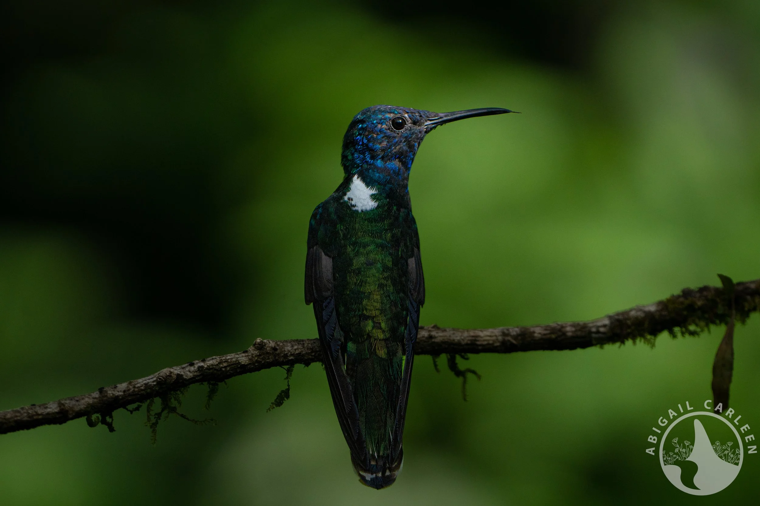 Hummingbird, Peruvian Amazon