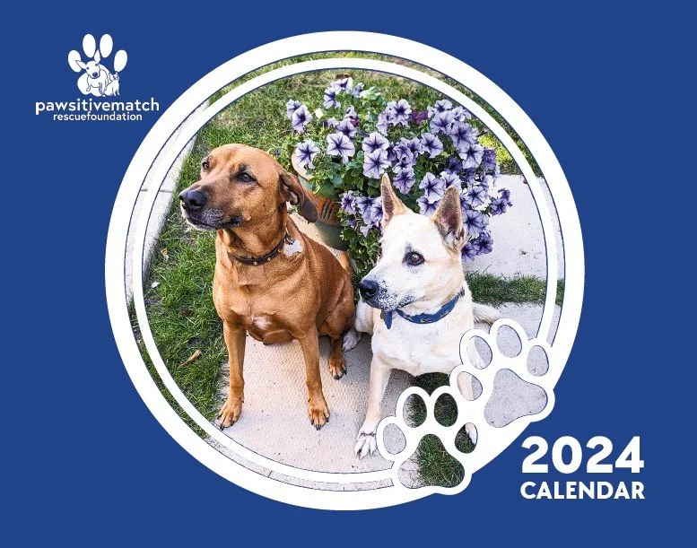 2024 calendar cover featuring two dogs, a brown dog and a white dog with brown markings, sitting in front of purple flowers on a sidewalk. The cover has the PawsiTive Match Rescue Foundation logo and a paw print design.
