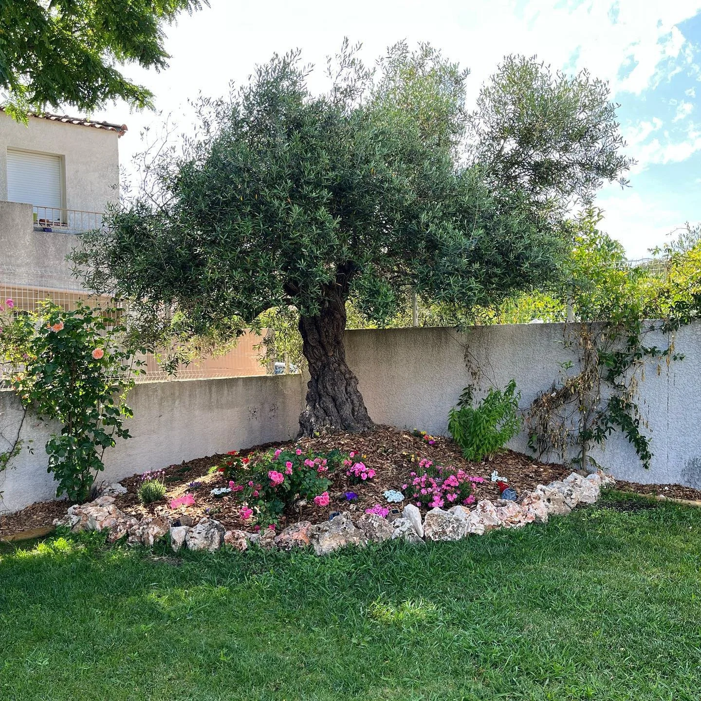 Arbre dans un jardin entouré de fleurs colorées et de rochers, avec un mur blanc en arrière-plan.