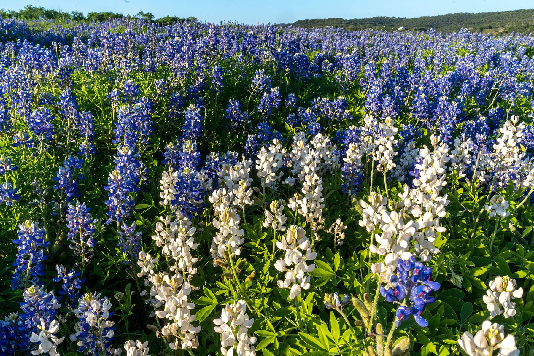 Processing Grief & Trauma in Therapy: Life After The Texas Hill Country Flooding