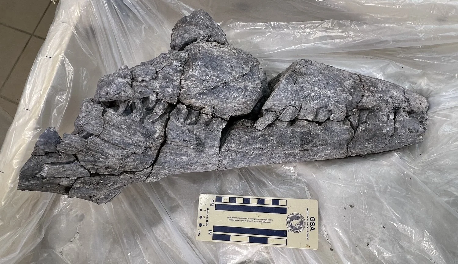 A partial Tylosaurus skull specimen with visible cracks, placed on a plastic sheet beside a measurement card.