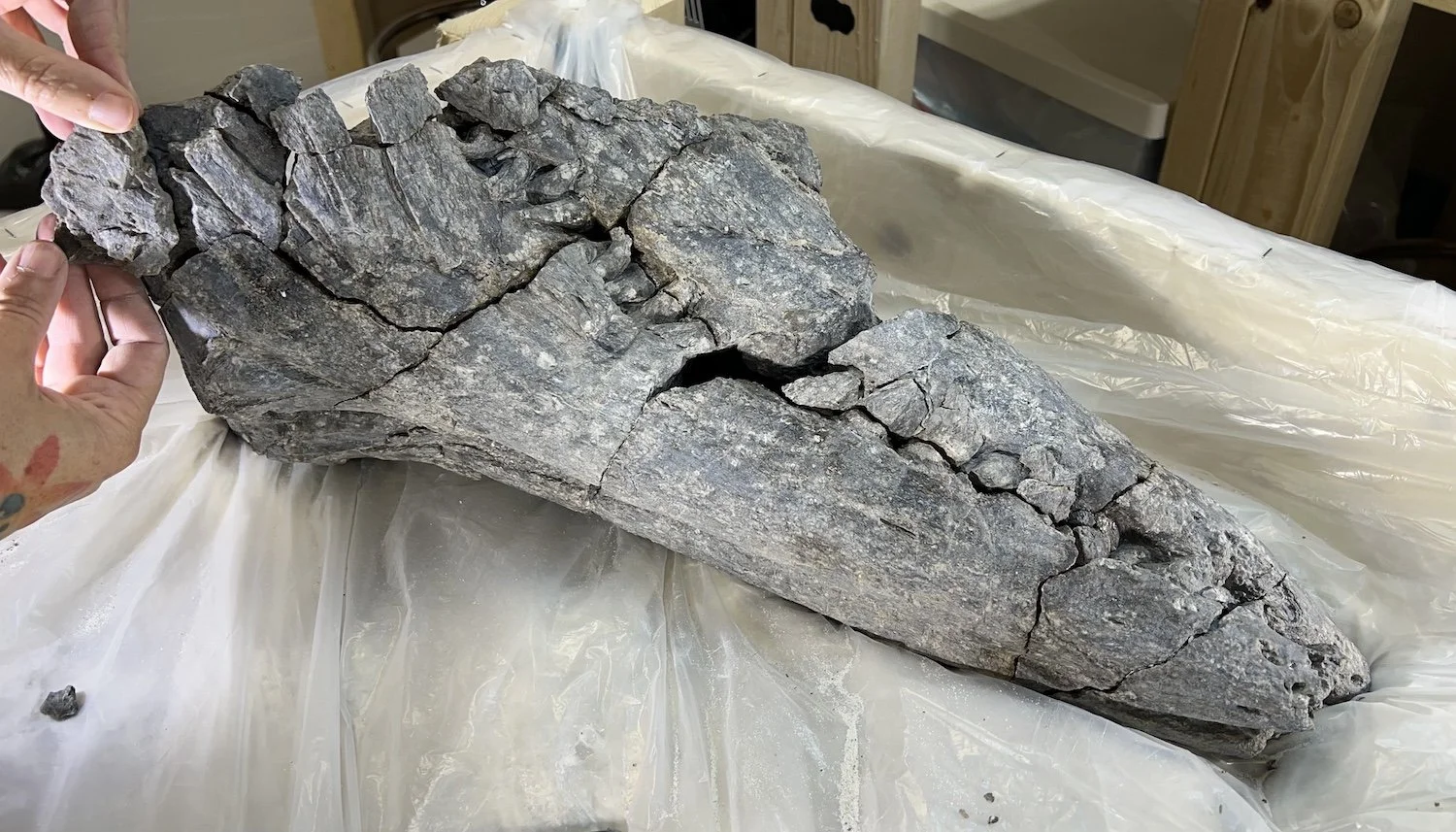 A partial Tylosaurus skull, held by a person's hands over a plastic surface in a room with wooden cabinets.