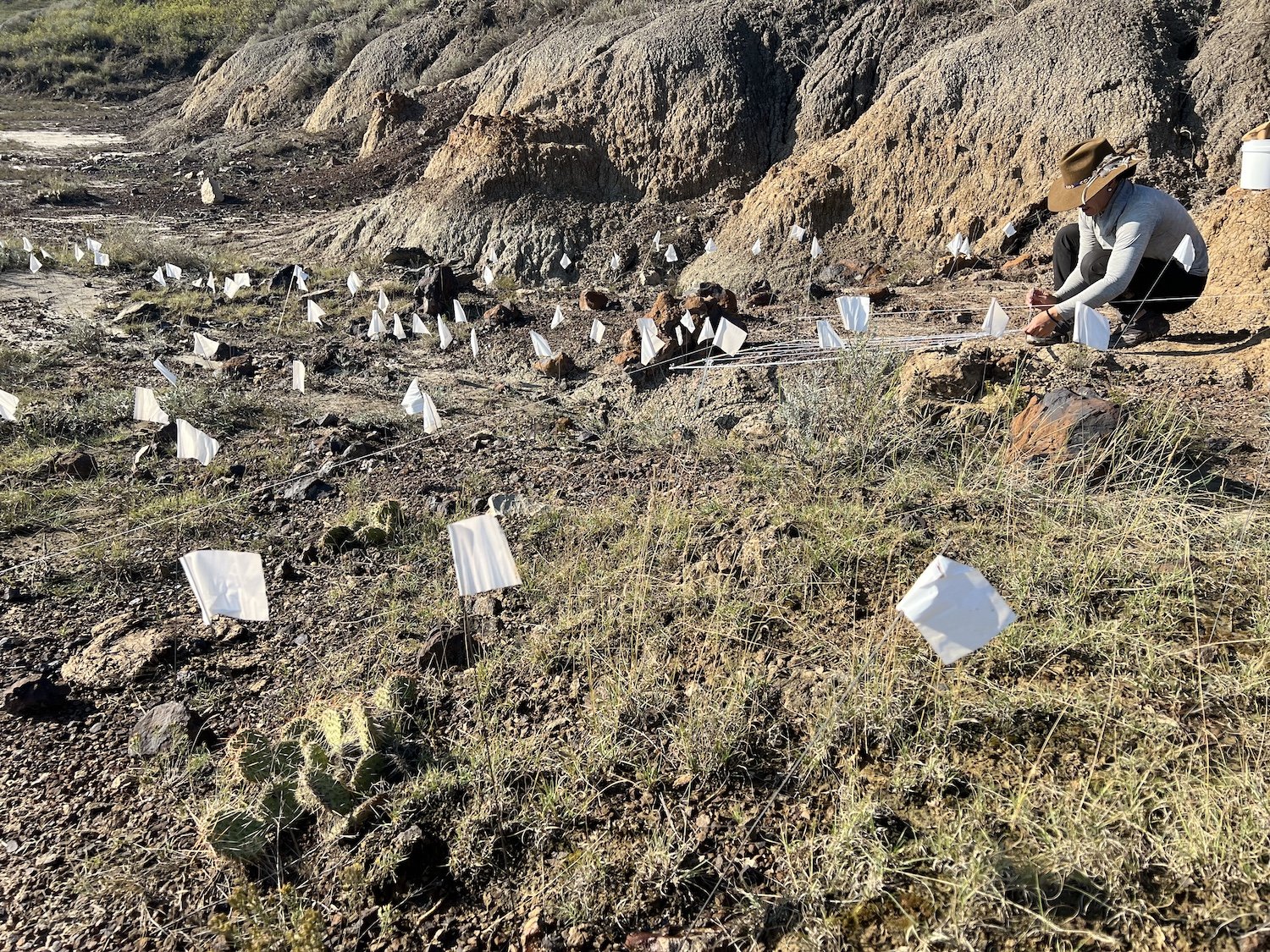 A person wearing a hat and long-sleeve shirt crouches on rocky ground, planting small white flags in the soil in a desert landscape with sparse vegetation and rocky cliffs in the background.