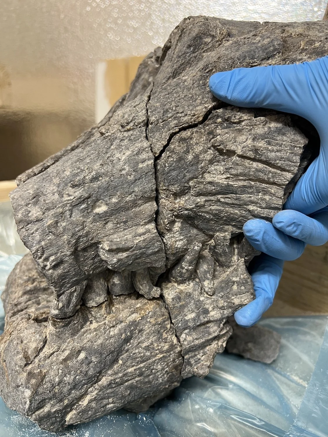 Person wearing blue gloves holding a partial Tylosaurus skull with visible cracks and layered texture.