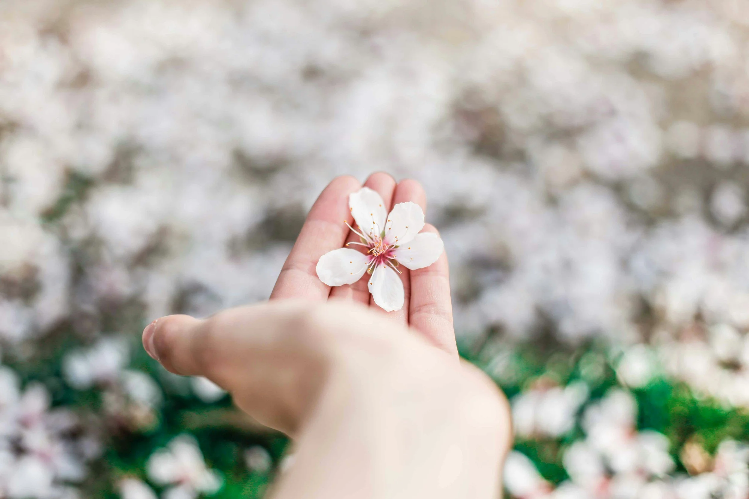 A hand holding a white flower with pink and yellow stamen, blurred background of similar flowers.