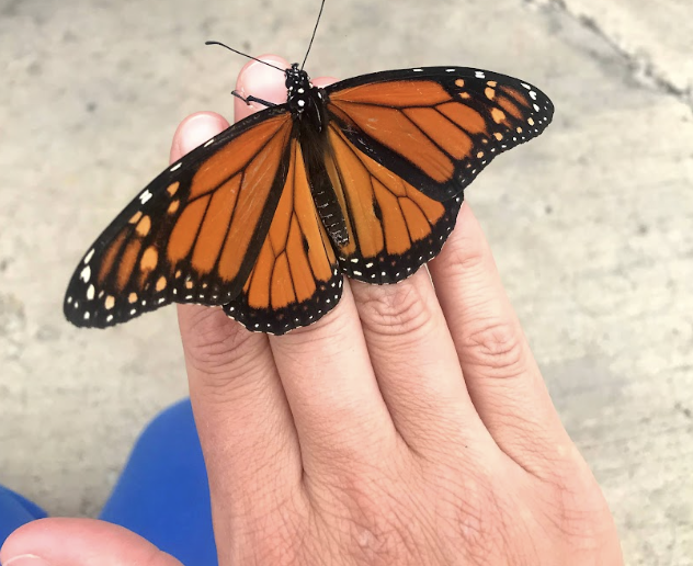 A monarch butterfly with orange and black wings resting on a person's hand.