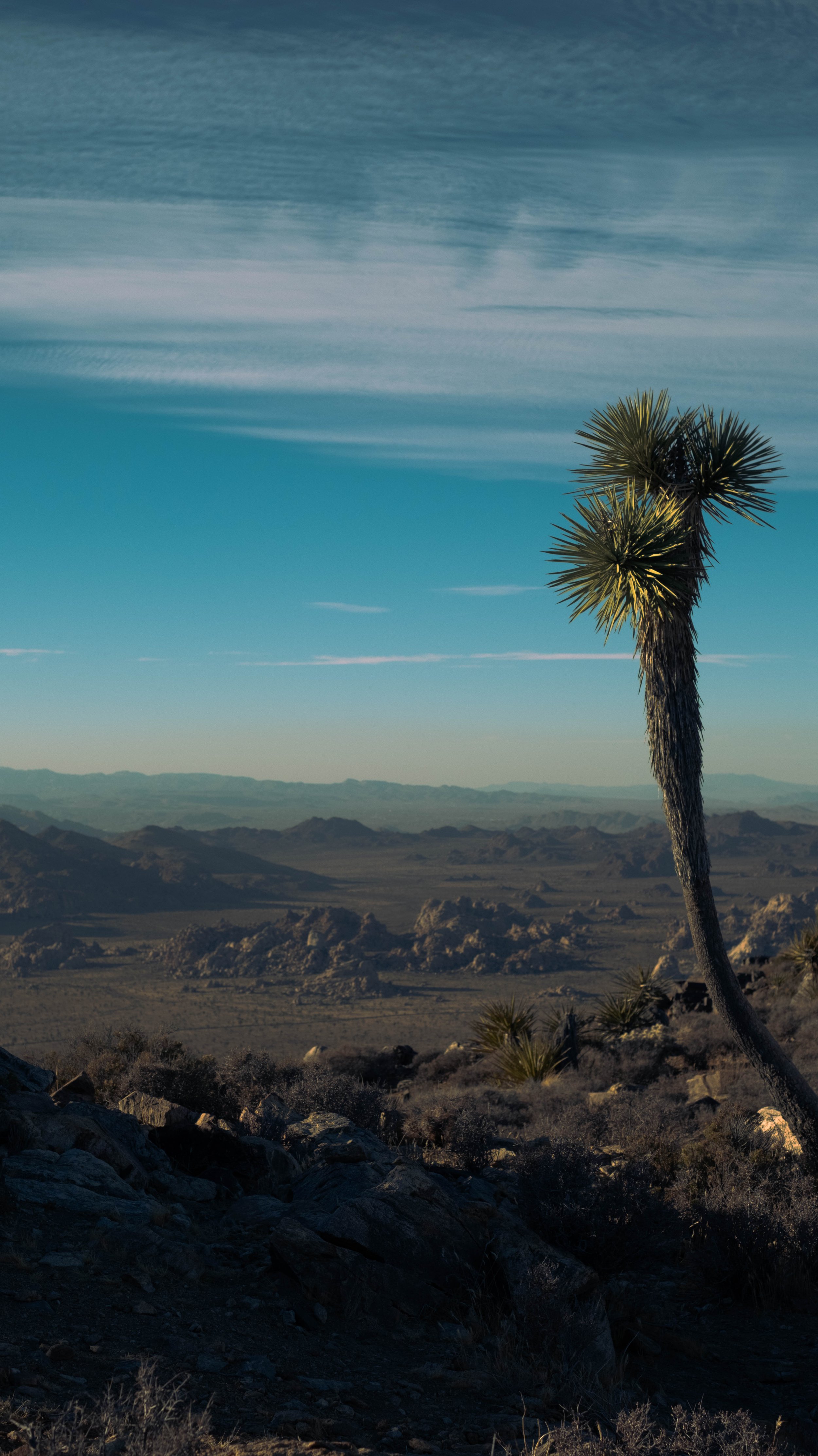 Joshua Tree National Park, CA
