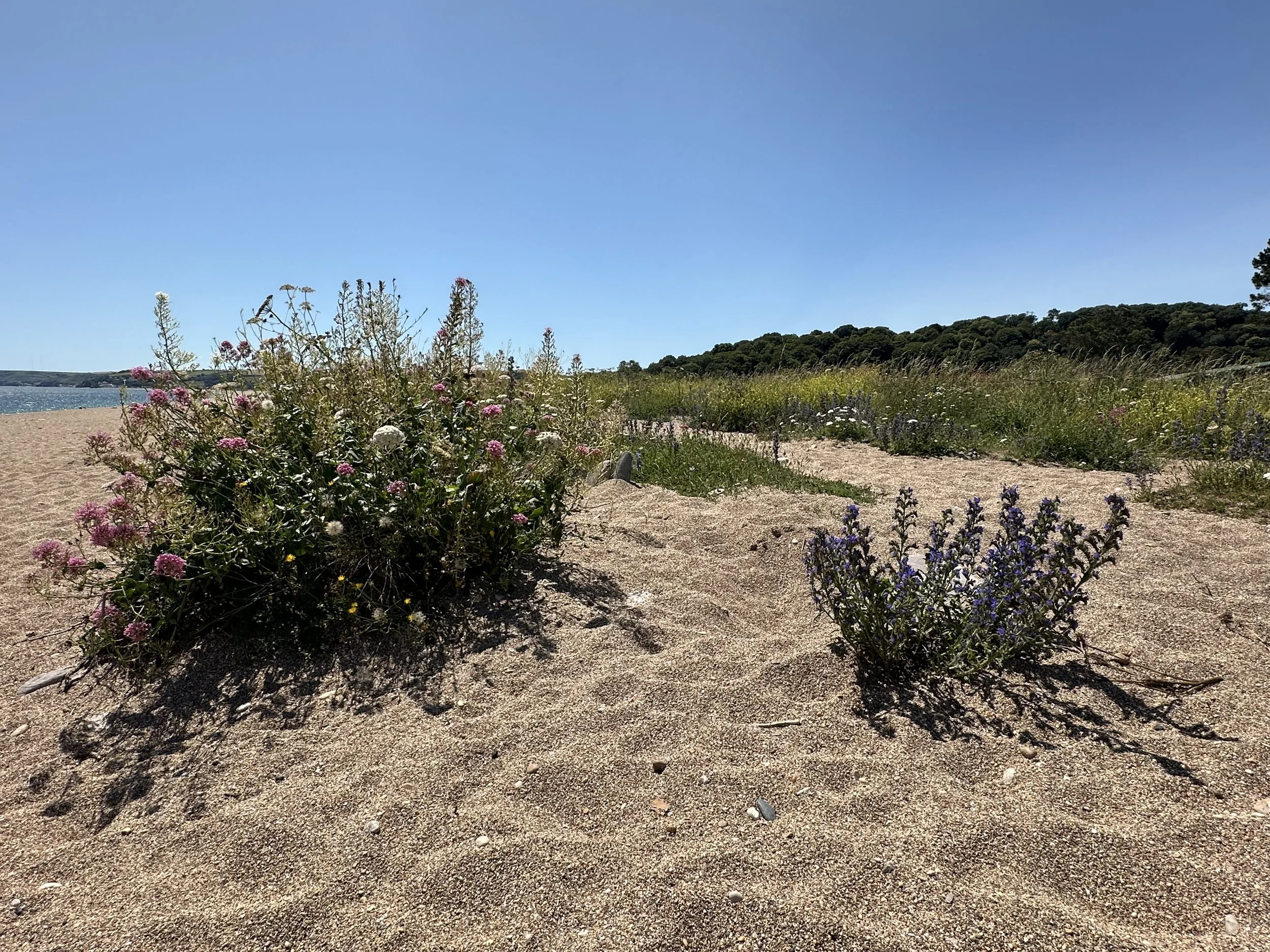 Paahdekasaveja. Strete Sands, Etelä-Devon, UK, 2025.