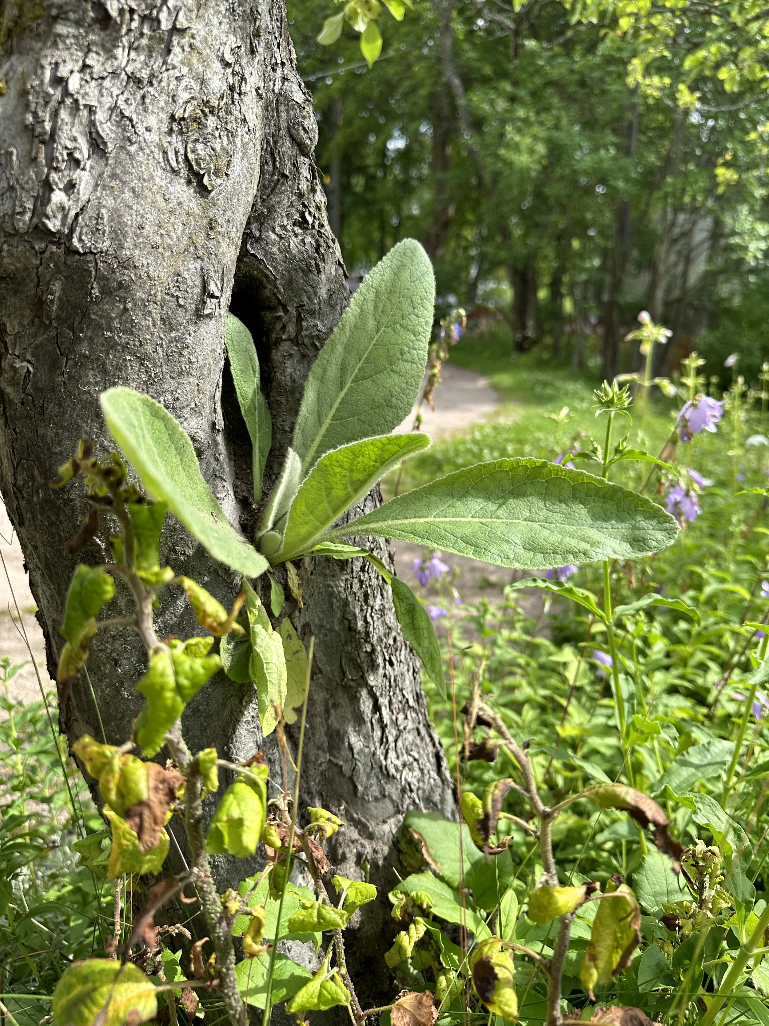 Ukontulikukka kasvaa omenapuun rungon kolossa. Kuralan kylämäki, Turku, Suomi, 2023.  