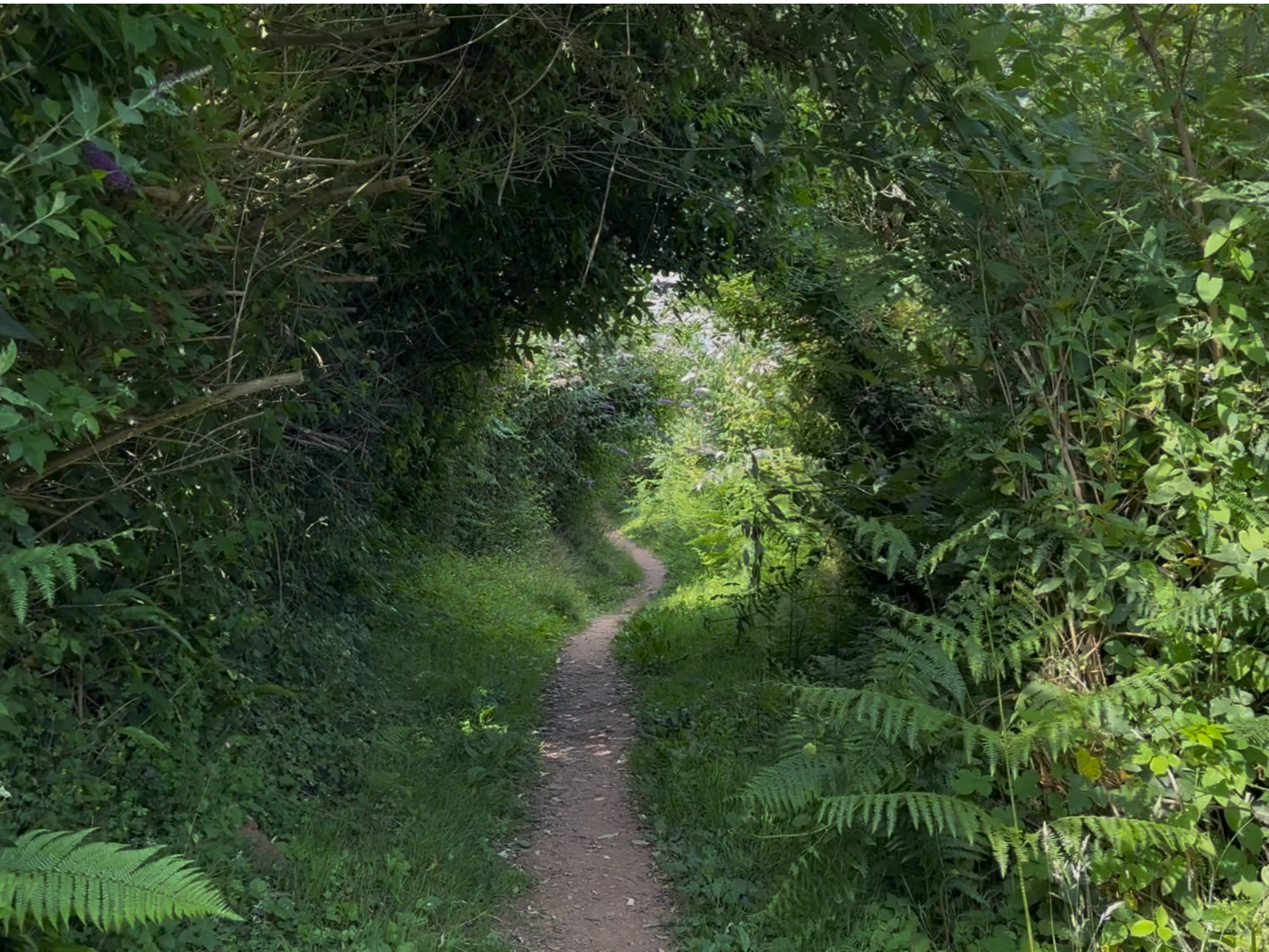 Hedges on the path to Black pool sand, Devon, UK, 2025