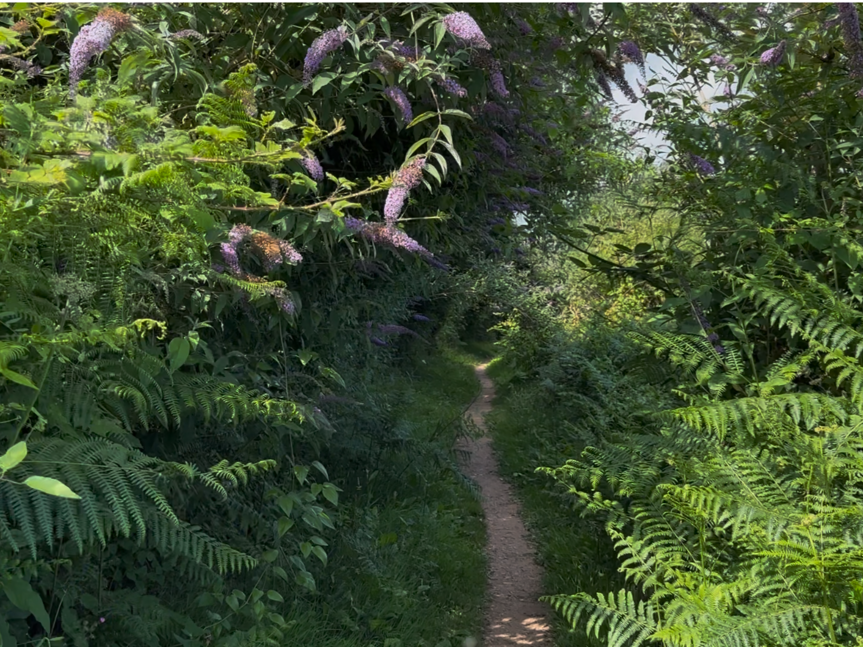 Hedges on the path to Black pool sand, -South-Devon, UK, 2025