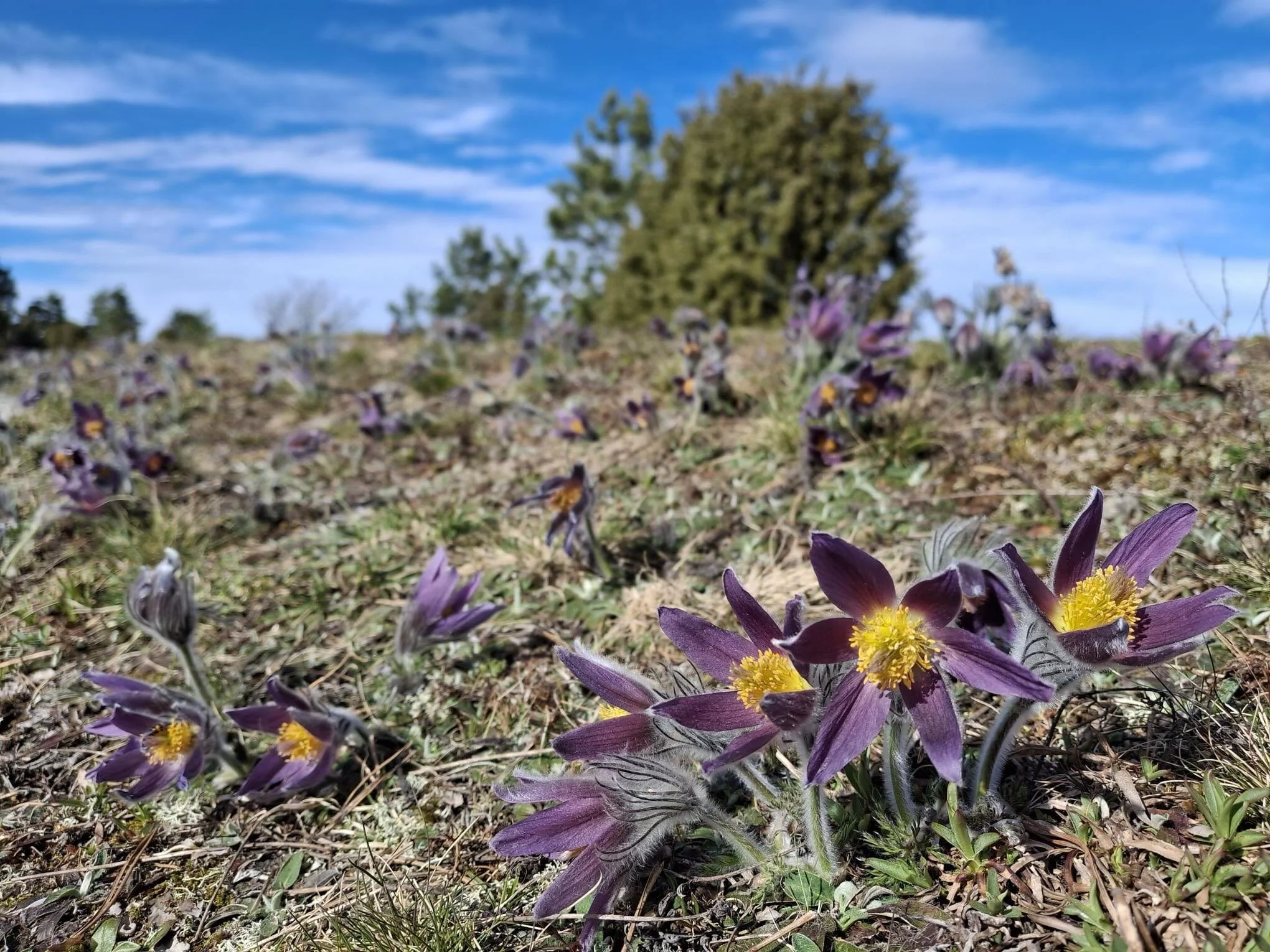Discover the hidden world of soil microbes and learn why they are so important for both plant and human health, and what you can do to support them! 🌱 Our team member, Mika Saarenp&auml;&auml;, will be speaking tomorrow, June 6, 2026, at Ruissalon t